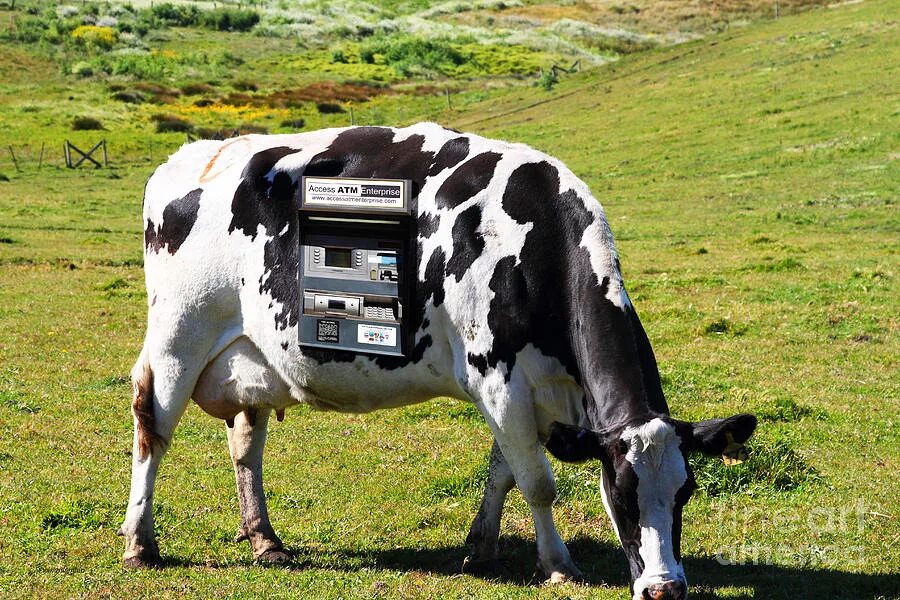 Название частей мяса говядины. Силуэт коровы. Язык коровы фото. Ценный фрагмент коровы 8 букв. Ценный фрагмент коровы 8 букв.