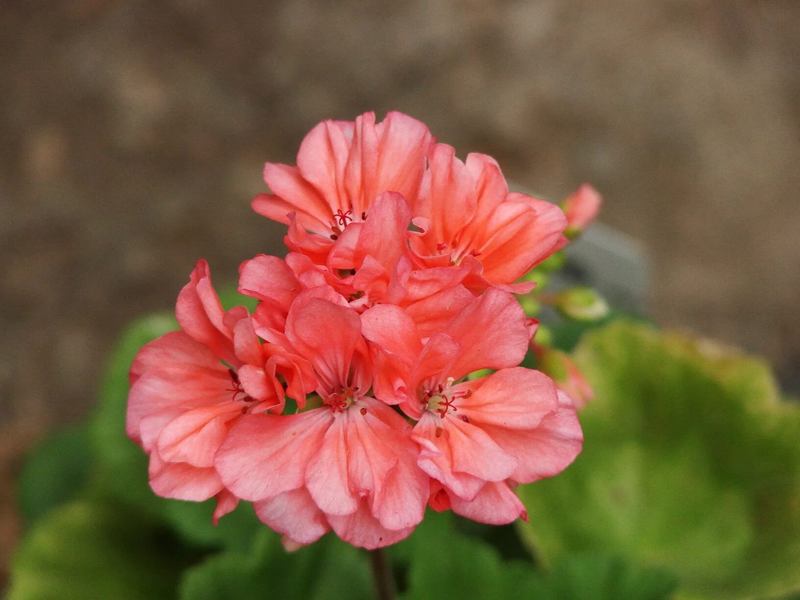 Пеларгония коралловая. Пеларгония пинто премиум корал. Пеларгония коралловая. Пеларгония survivor dark red. Пеларгония зональная maverick orange.