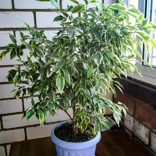 Фикус бенджамина кинки