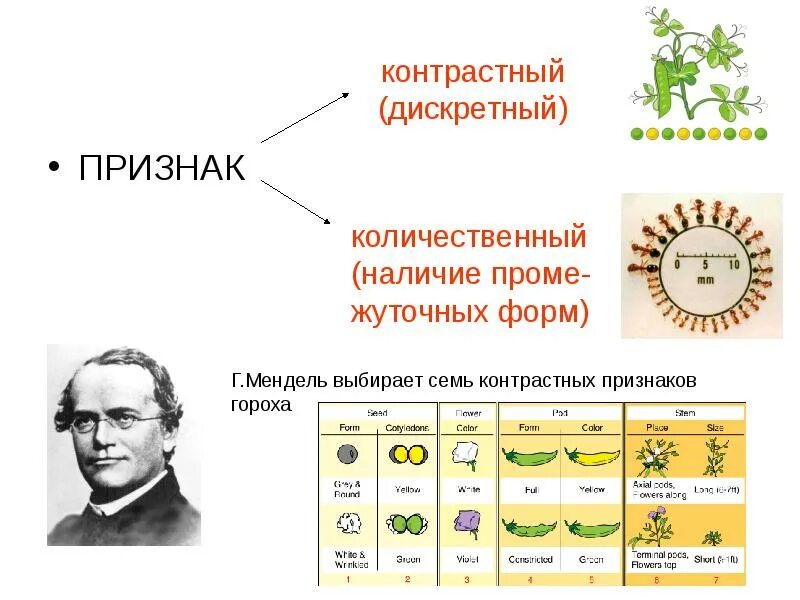 Дискретные признаки. Признак в генетике это. количественный дискретный признак. дискретные признаки в генетике. дискретные признаки примеры.