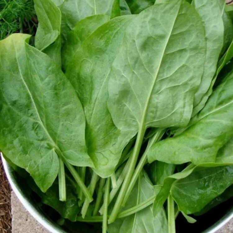 Sorrel-Chive Pesto + a Free Chef’s Set from Grove Collaborative - Wholistic Woma