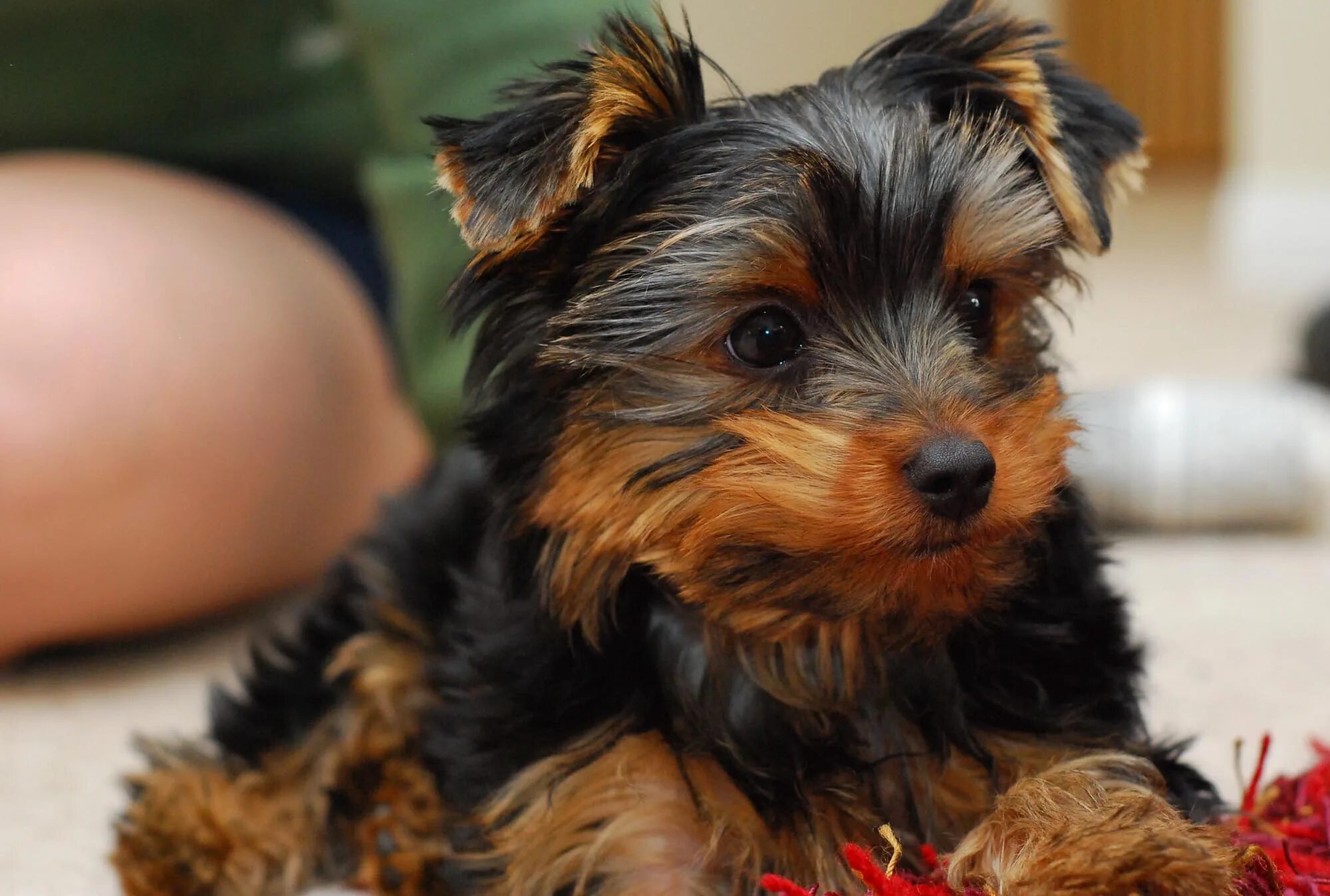 йоркширский терьер переросток. йорк терьер 6 месяцев. йоркшир терьер. йошкерный терьер. йорку 8 лет.