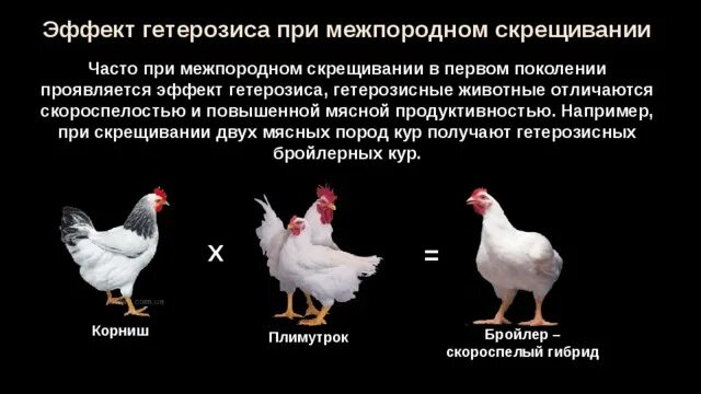 Скрещивание кур разных пород