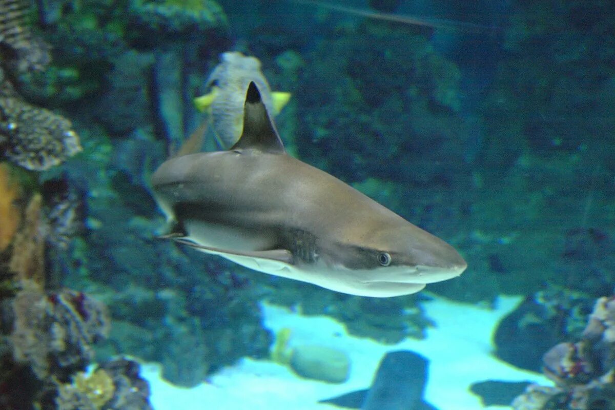 Гренландская полярная акула фото. Акулы в балтийском море. Молотоголовые акулы тихого океана. Акула хаммерхед. Малоглазая гигантская акула-молот.