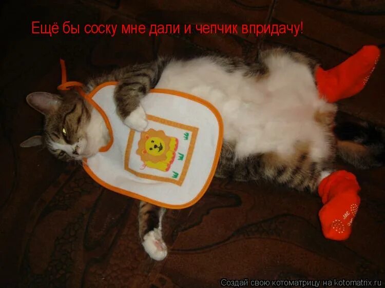 Дай мне соску пожалуйста. Котоматрица я тигр. тренируйся на кошках. котоматрица тигр амурский рассада. дайте мне соску.