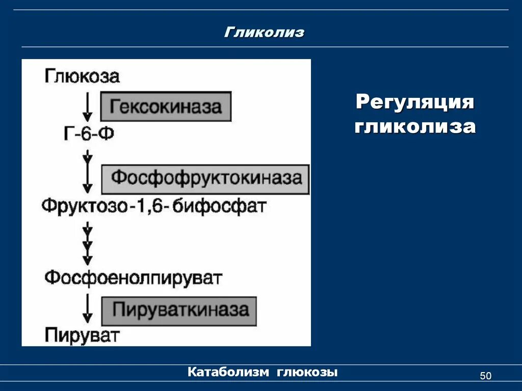 Смысл гликолиза заключается в. Пируваткиназная реакция гликолиза. схема метаболической регуляции гликолиза. гликолиз регуляция гликолиза. глюконеогенез и гликолиз регуляция.