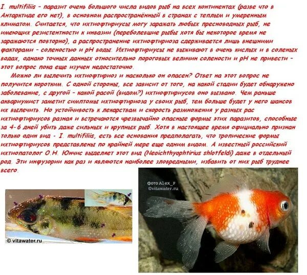 Рыбка с короткой памятью. Золотая рыбка память 3 секунды. Память как у рыбки что значит. Загадка про рыбок в аквариуме. Память рыбки мем.