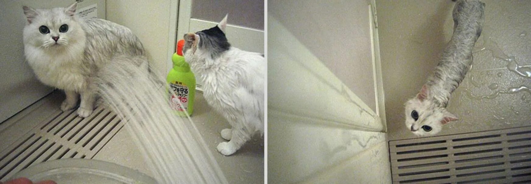 Почему котенок мокрый. Мокрая кошка. мокрые коты. мокрые коты смешные. мокрый пушистый кот.