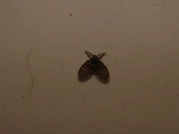 Появились мухи в квартире. Бабочница канализационная личинка. Бабочница-канализационная мушка. Черныемвленькие летающие мошки. Канализационная Муха бабочница.