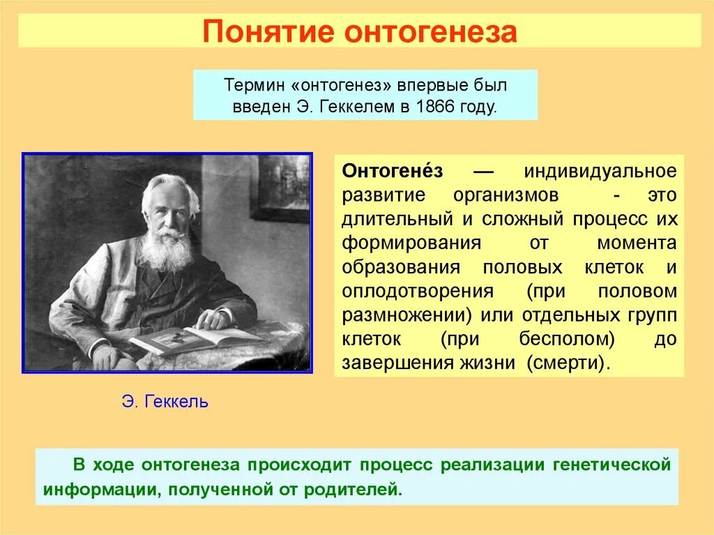 Онтогенез просто. Понятие онтогенеза. Индивидуальное развитие организма. Термин онтогенез. Онтогенез индивидуальное развитие человека.