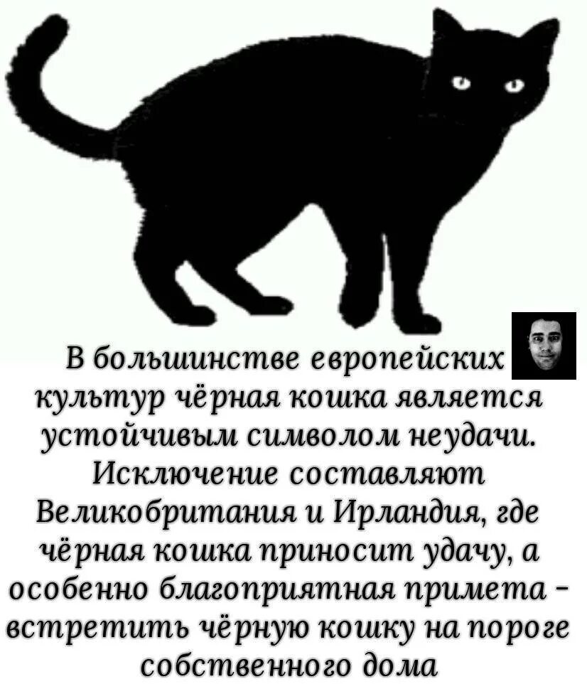Кот ушел из дома приметы. Приметы про кошек. суеверия о кошках. черная кошка суеверие. приметы домашнего кота.