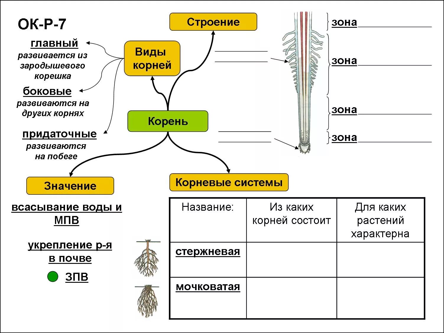 Тест по биологии выделение у растений. Строение корня цветкового растения. Опорный конспект по биологии 6 класс строение цветка. Конспект по биологии 6 класс царство растения. Опорный конспект по биологии 6 класс.