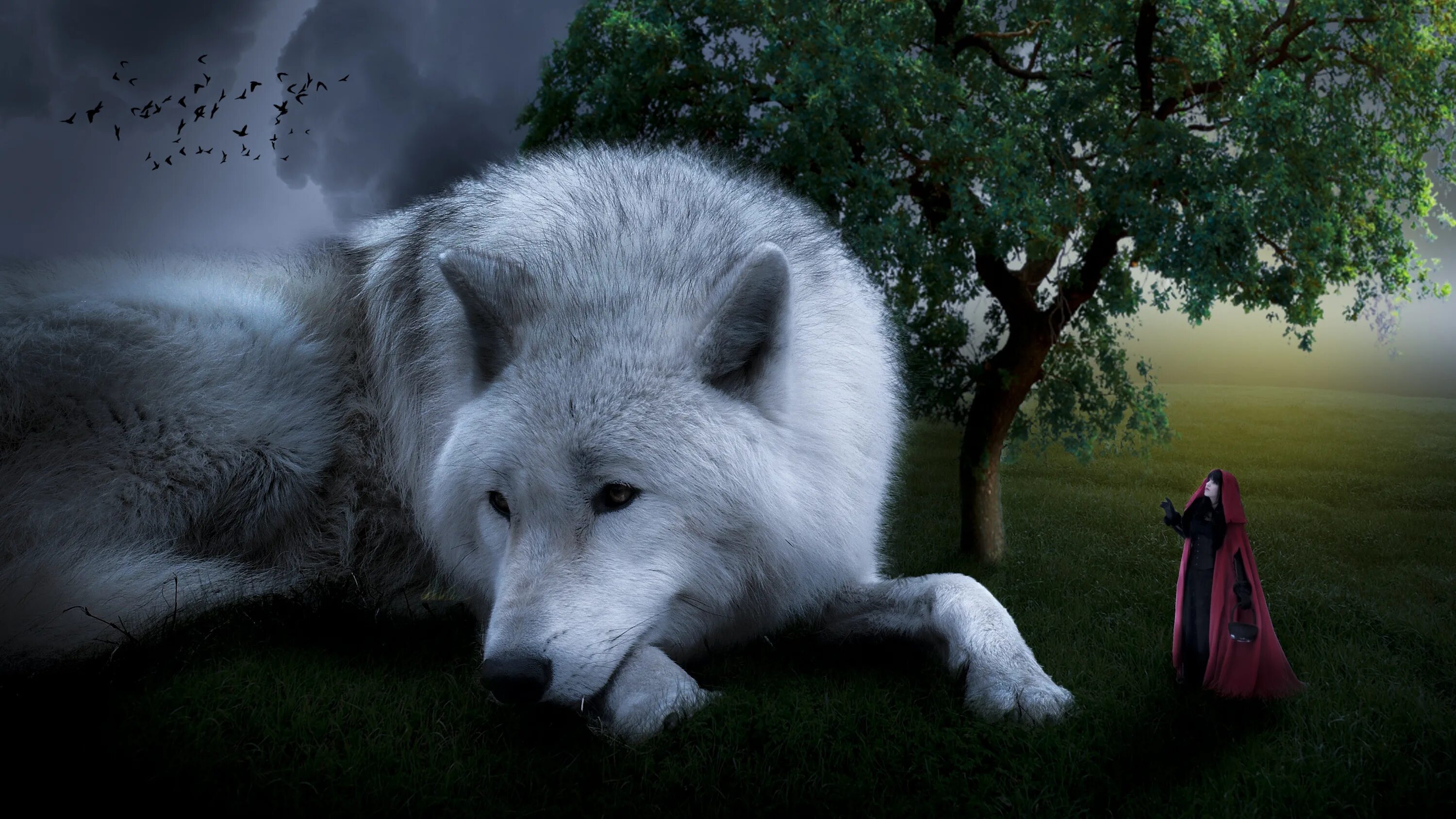 Волк 1 аудиокнига слушать. Белый волк. Волк фото. Белый волк на рабочий стол. Белый волк фэнтези.