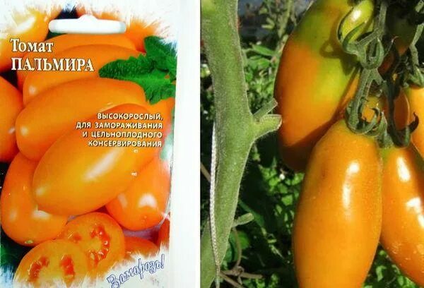 Сорт помидор пальмира. Томат пальмира характеристика. Томат пальмира. Сорт томата пальмира. Сорт томата пальмира.