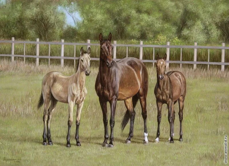 Horse family. Семейство лошади. Семья лошадок. Лошадь пастелью. Картина семейство лошадей.