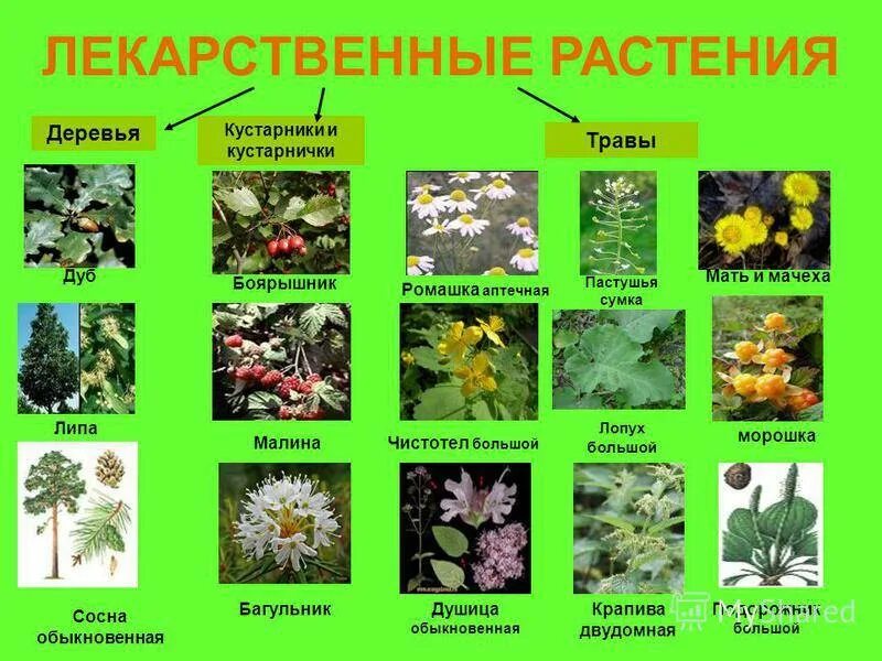 Лекарственные растения и травы, описание, виды целебных растений