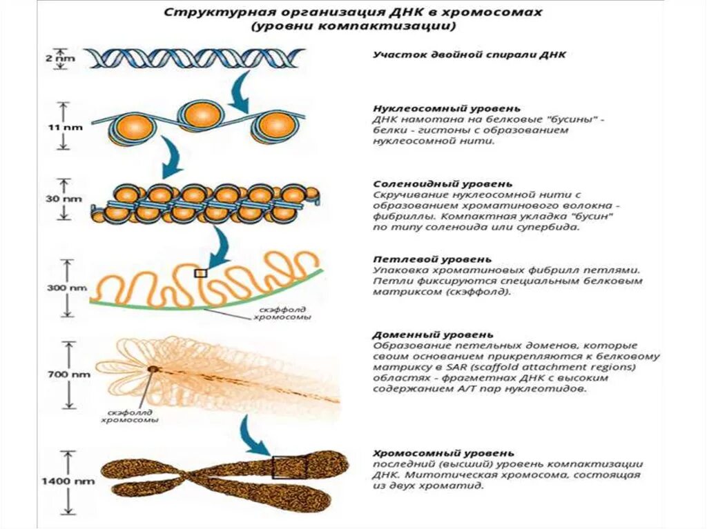 Схема упаковки ДНК В хромосоме. Уровни упаковки ДНК В хроматине. . Структурная организация хроматина. Уровни компактизации ДНК.. Уровни упаковки ДНК В метафазную хромосому. Схема компактизации наследственного материала клетки