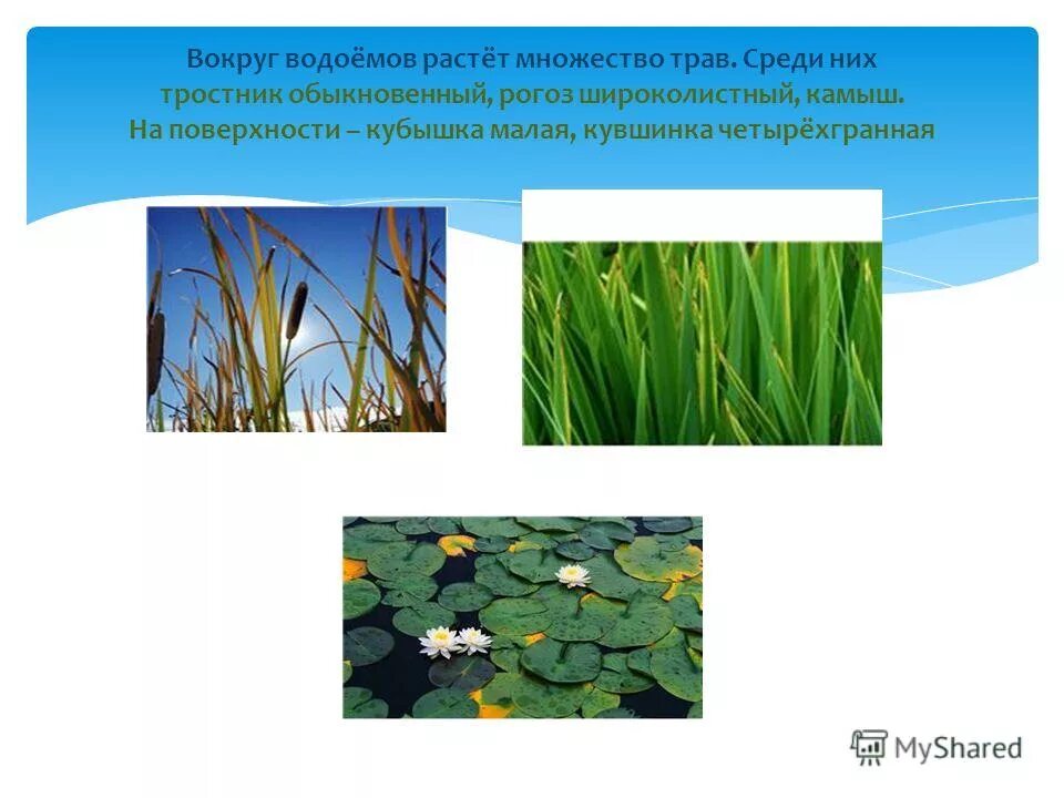 Сорные луговые травы. Среди множества диких трав огэ. Среди множества диких трав огэ. Дикая козья трава семена. Лекарственные культурные растения.