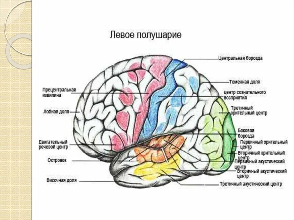 Пространство в лобных и теменных долей