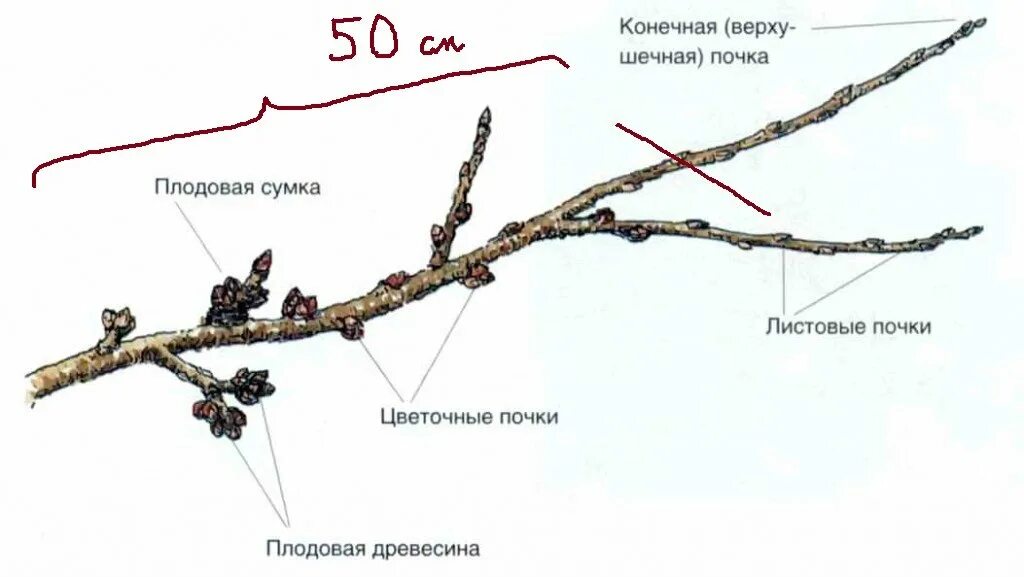 Положение побегов в пространстве у яблони. Обрезка плодовых веток черешни. строение ветви яблони. схема строения побегов яблони. как отличить плодовые почки на черешне.