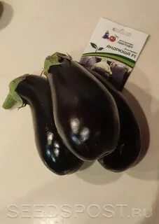 Баклажан андрюша