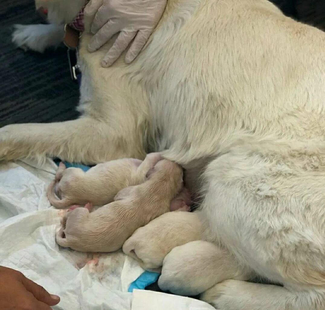 Через сколько дней рожает собака. Беременность у собак длится. Через сколько дней рожает собака. Роды у крупных пород собак. Через сколько дней рожает собака.