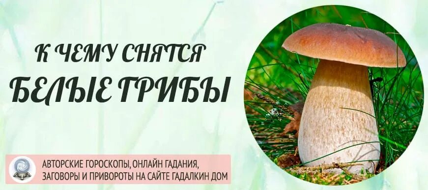 Грибы во сне к чему снится. Во сне собирать грибы к чему снится. Собирать грибы во сне для женщины к чему снится. Собирать грибы во сне для женщины к чему.