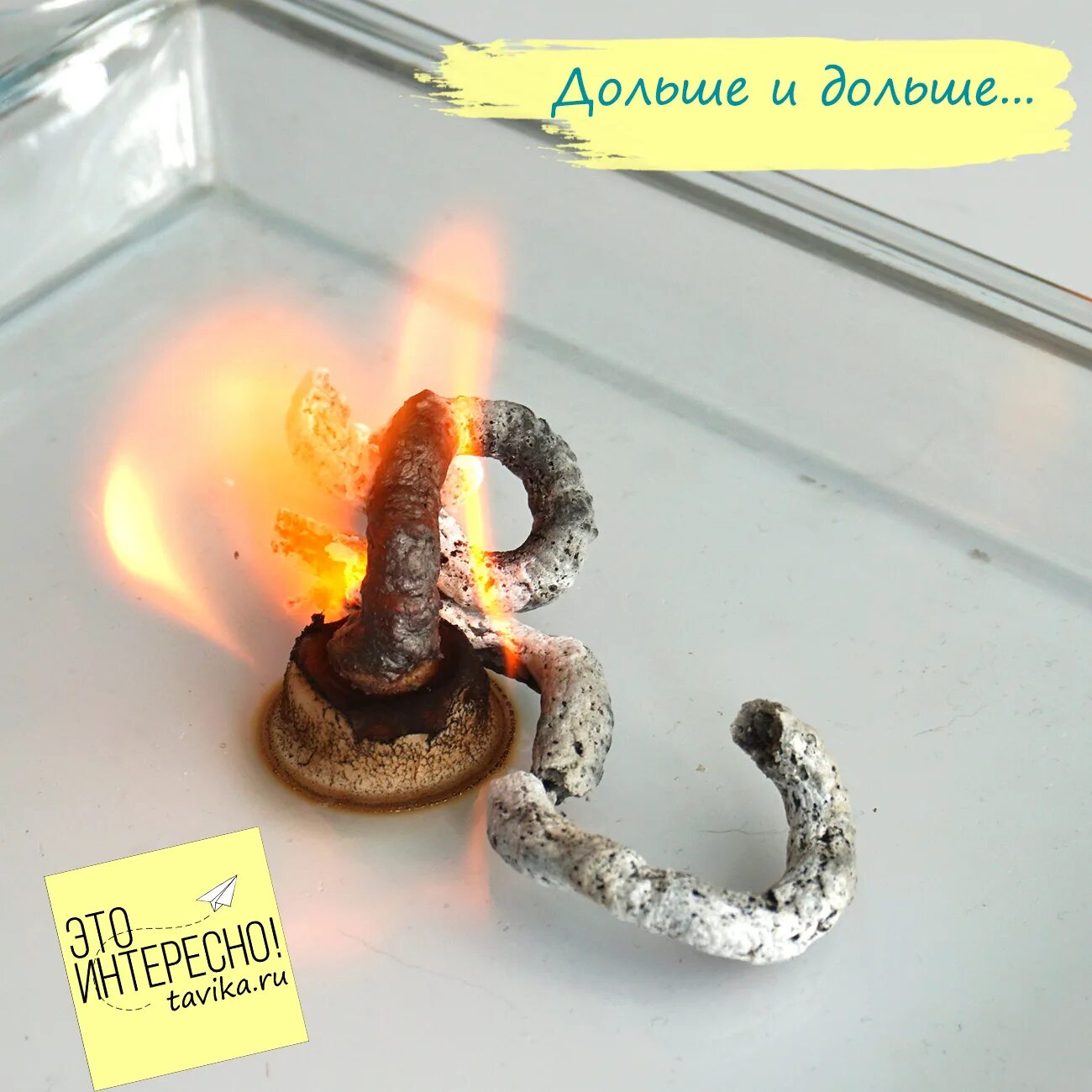 Опыт фараоновы змеи из глюконата кальция. Химический опыт фараонова змея из глюконата кальция. Химический опыт фараонова змея. Опыты с глюконатом кальция. Фараонова змея из глюконата кальция.