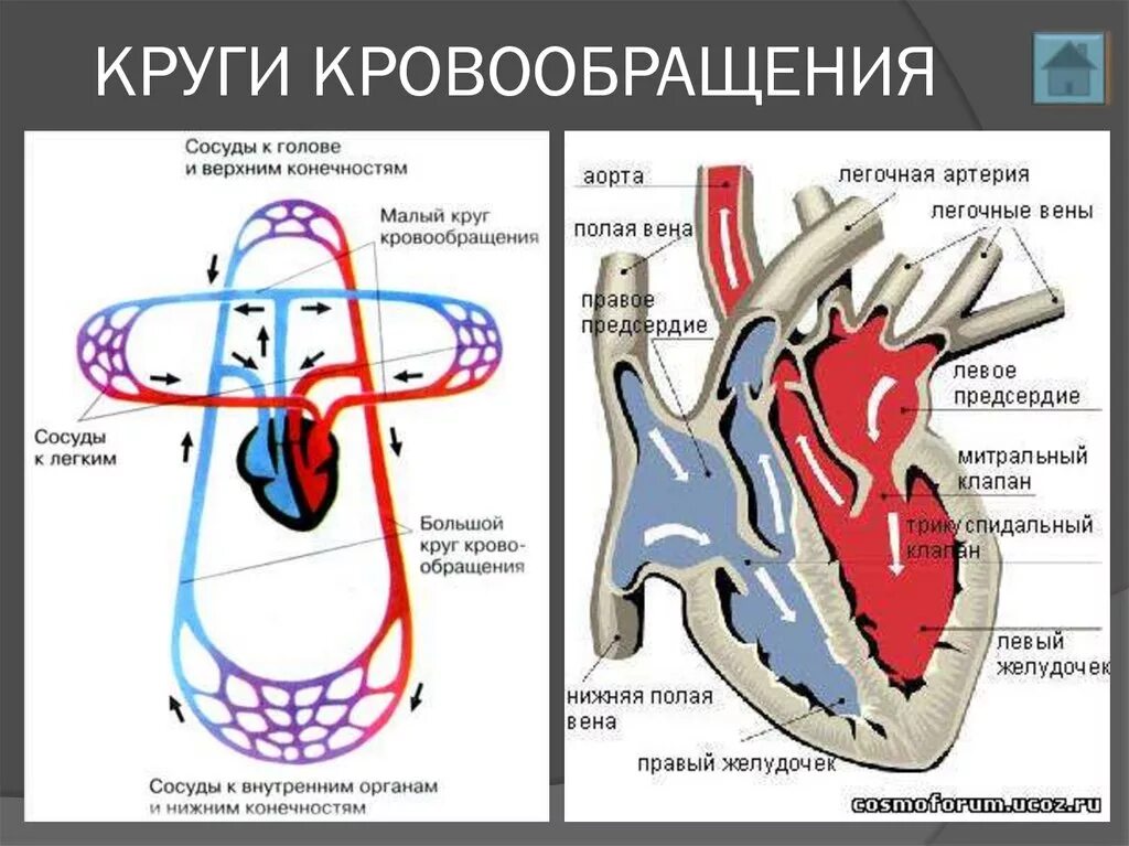 Сосудистая гемодинамика. Круги кровообращения человека анатомия схема. Схема строения малого круга кровообращения. Сосуды малого круга кровообращения схема. Сосуды сердца малый круг кровообращения.