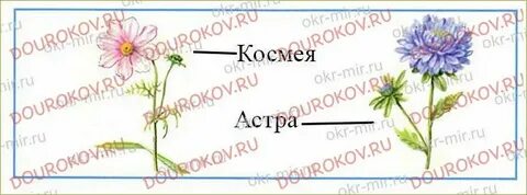 Нарисуйте растения клумбы которые вы определили