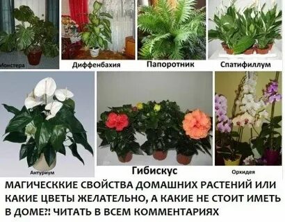 Какие цветы вызывают