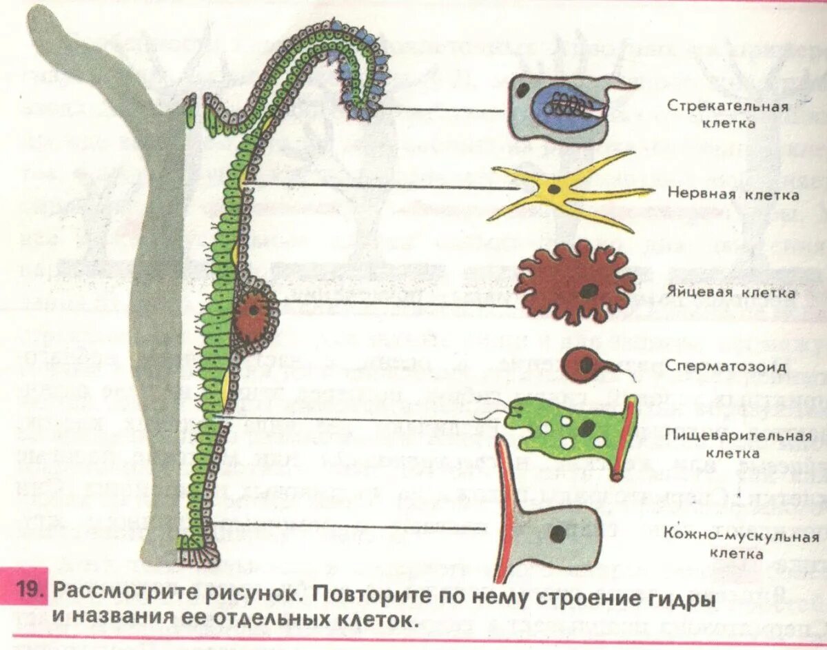 Строение эктодермы и энтодермы кишечнополостных. Гидра пресноводная строение клетки. клеточное строение гидры пресноводной. строение клеток гидры. строение гидры кишечнополостные.