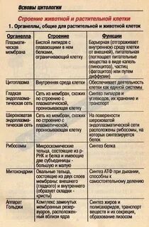 Строение клетки животного таблица
