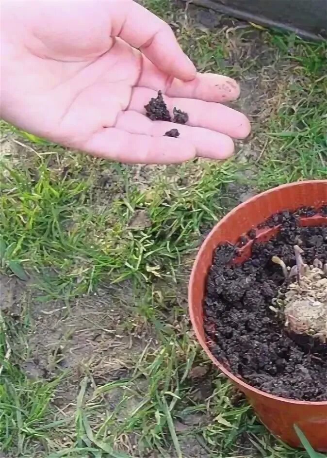 Европейский цикламен клубни. Цикламен косский. Корень лесного цикламена. Цикламен персидский крупноцветковый. Можно ли цикламен высаживать в открытый грунт.