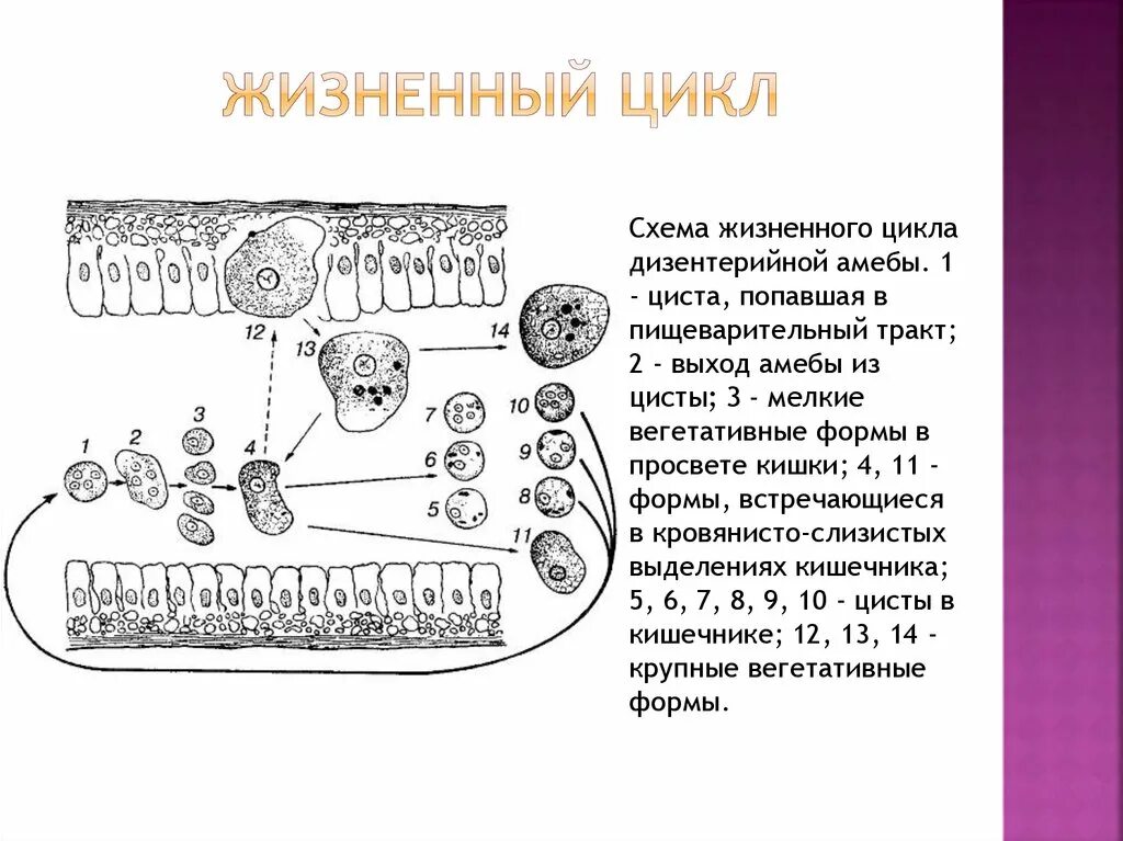 В каком организме происходит развитие дизентерийной амебы. Жизненный цикл дизентерийной амебы. Цикл жизни дизентерийной амебы. Цикл развития дизентерийной амебы. Жизненный цикл дизентерийной амебы схема.