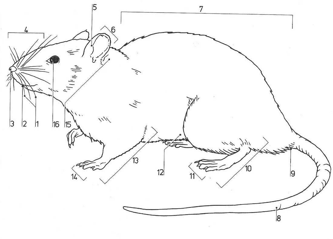 Строение мыши полевки. Внутреннее строение крысы схема. Крыса внешнее строение схема. Внешнее строение млекопитающих крыса. Строение хомяка