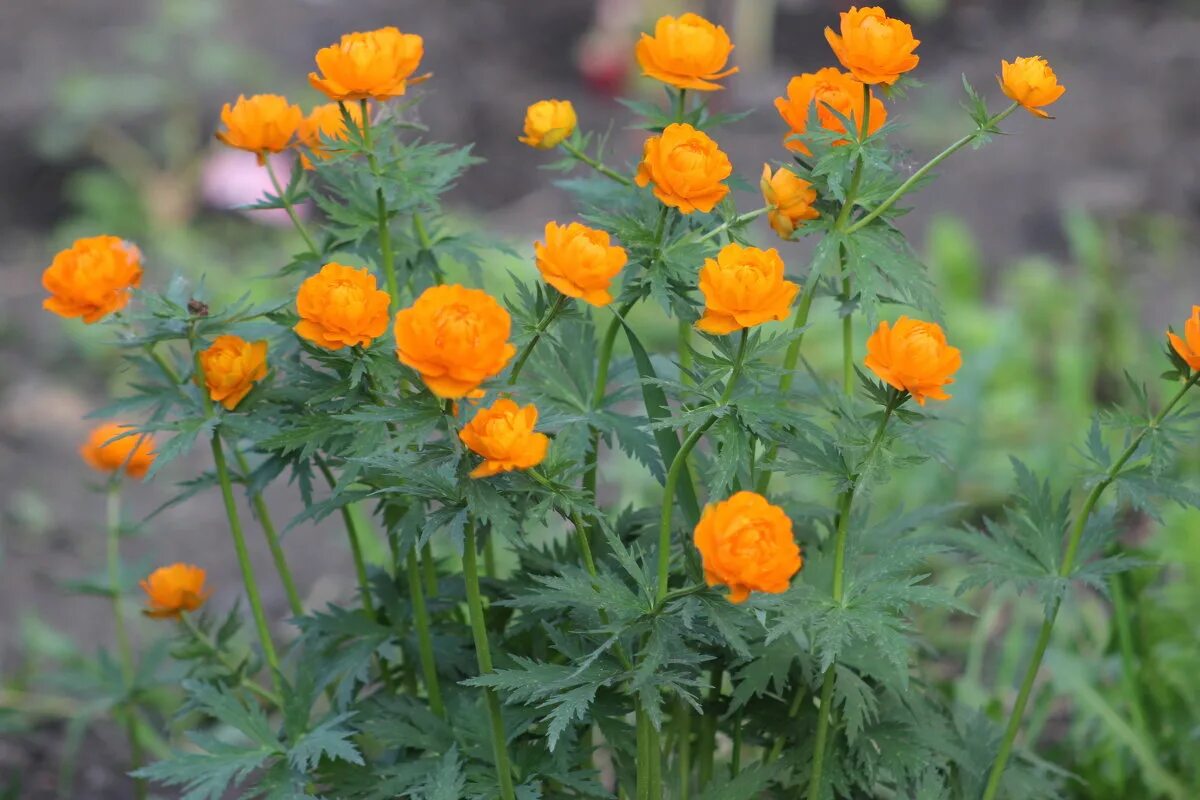 Купальница европейская (trollius europaeus). Купальница пикассо. Купальница королевская. Купальница европейская. Анемона купальница.