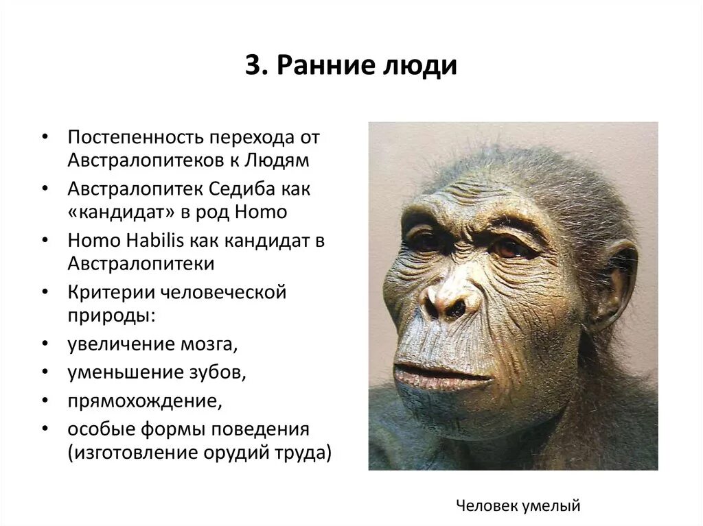 Ранние предки людей. Хомо хабилис австралопитек. Ранние австралопитеки. Человек умелый.