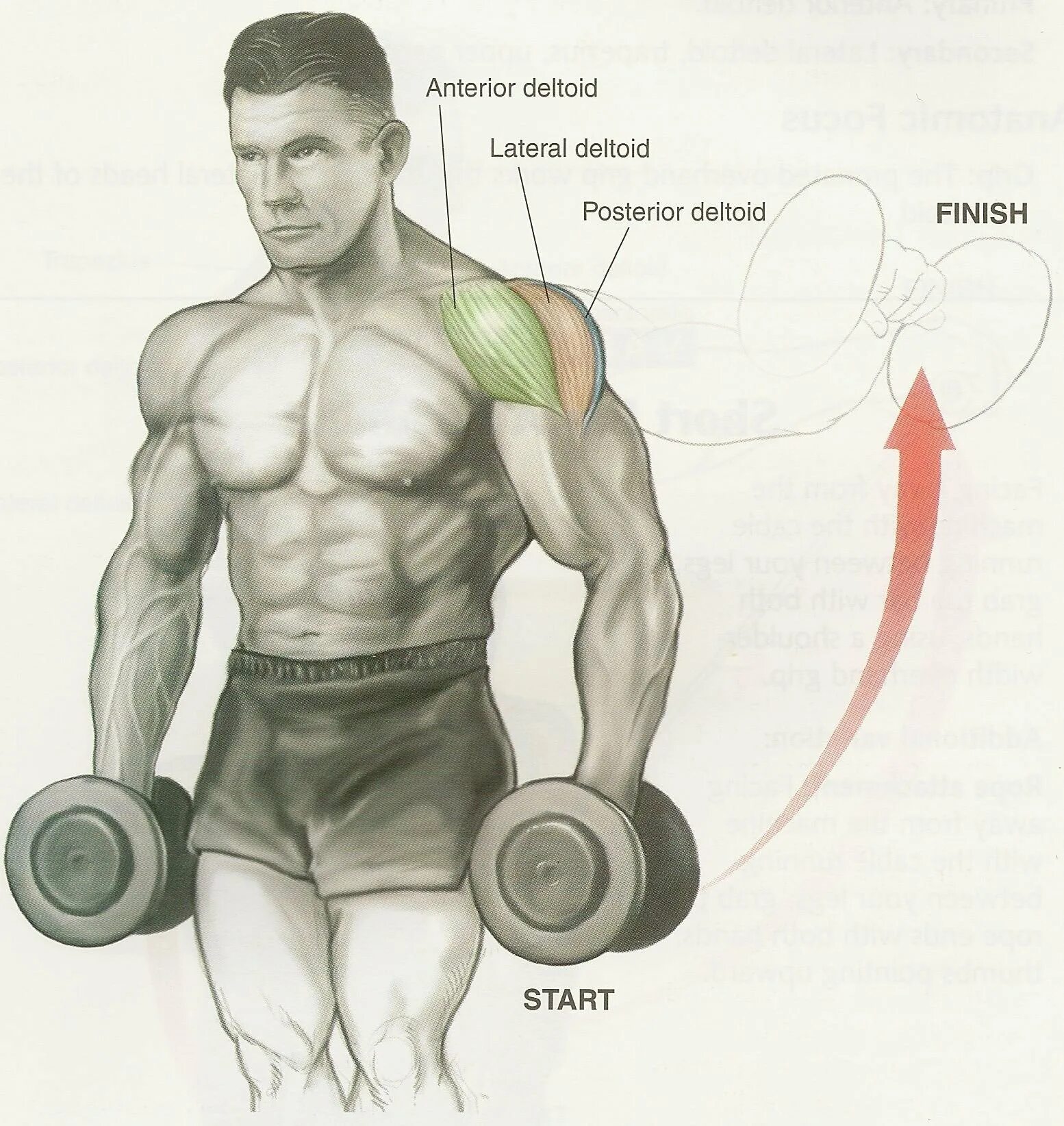 Гантели перед собой стоя. Упражнения на дельтовидные мышцы. Упражнения на дельтовидные мышцы с гантелями. Упражнения на дельты. Дельтовидные мышцы плеч упражнения.