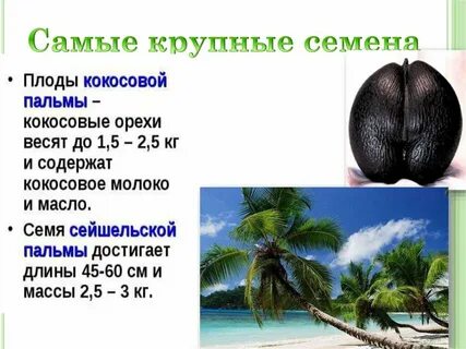Сейшельская пальма способ распространения семян