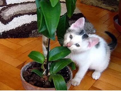 Фикус для кошек