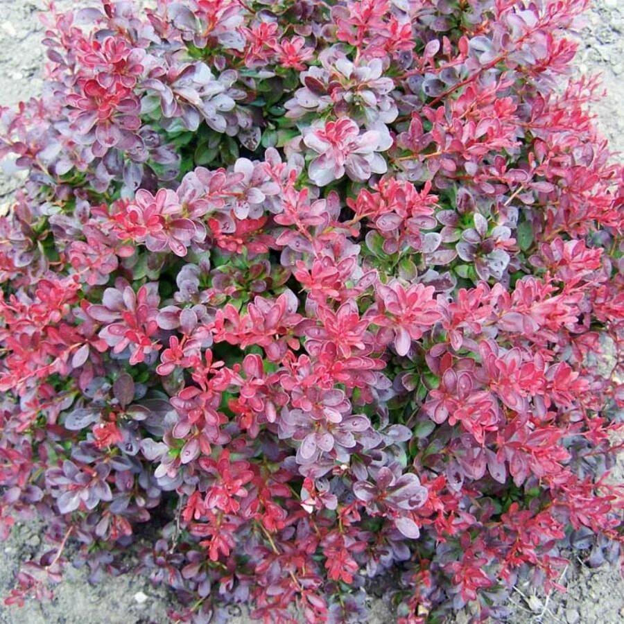 Декоративные кустарники низкорослые морозоустойчивые. Барбарис тунберга атропурпуреа. Барбарис тунберга «артропурпуреа. Барбарис тунберга atropurpurea. Бересклет крылатый compactus (компактус).