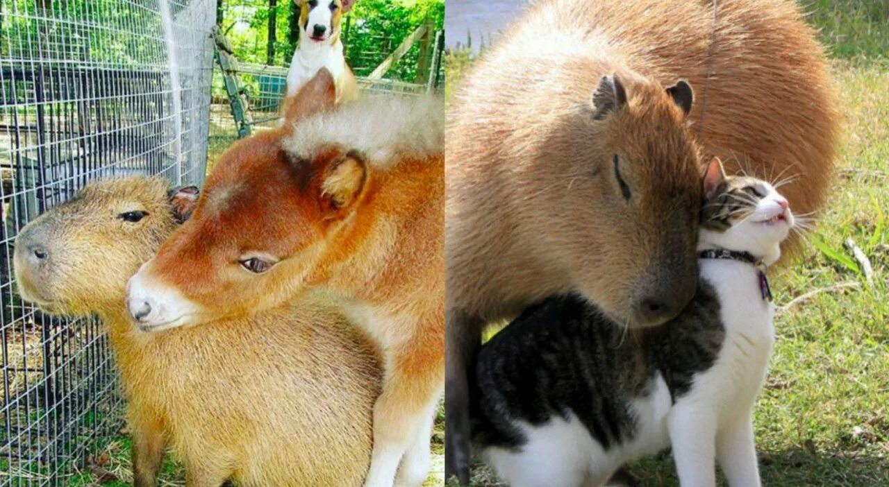 Капибара дружелюбная. Капибара и человек. Капибара самое дружелюбное животное на земле. Капибара с пивом. My pets capybaras