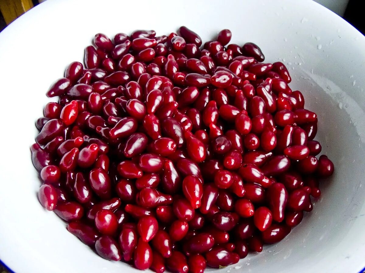 кизил кобальт. кизил ягода описание полезные свойства. чем полезен кизил для организма. кизил обыкновенный. кизил ягода полезные свойства и противопоказания.