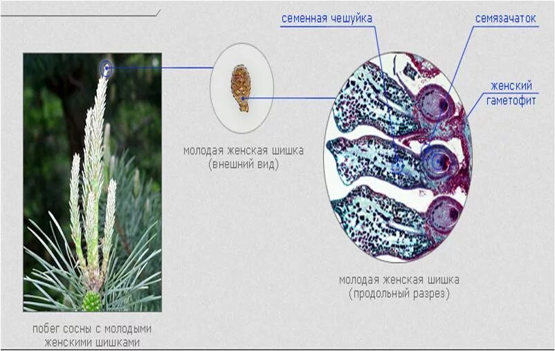 Семязачатки лежат на чешуях шишек. Продольный срез мужской шишки сосны. Строение женской шишки сосны под микроскопом. Микропрепарат мужской шишки сосны сосны. Пыльца шишки сосны обыкновенной.