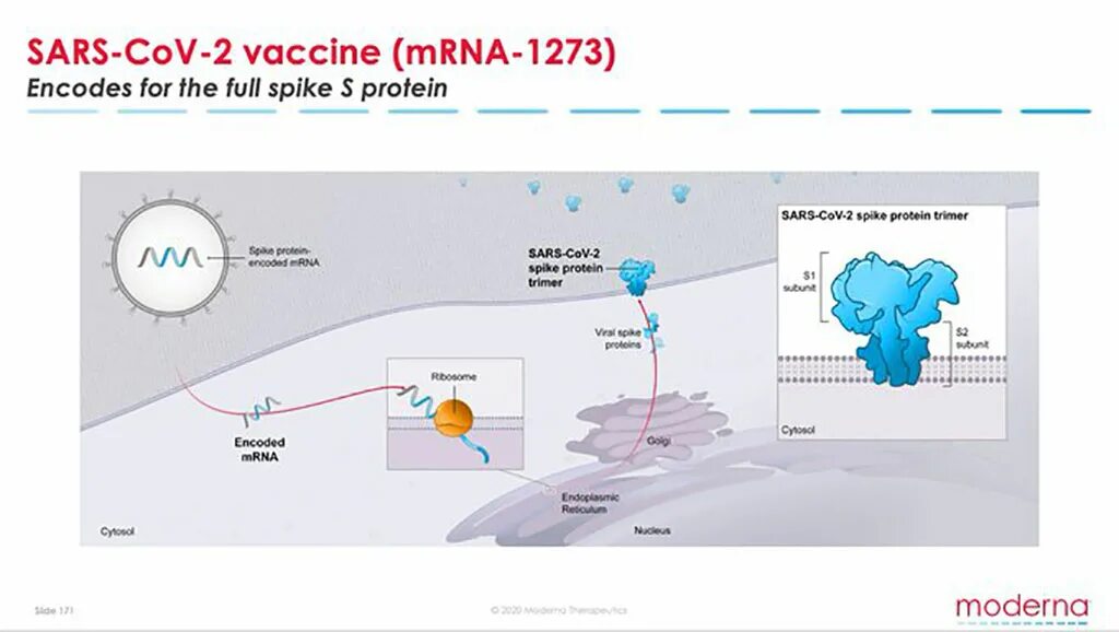 Sars 2 вакцина. Вакцина коронавирус MRNA. Принцип работы moderna. SARS-cov-2 (BIONTECH/Pfizer bnt162b2 и moderna MRNA-1273). Механизм действия moderna.