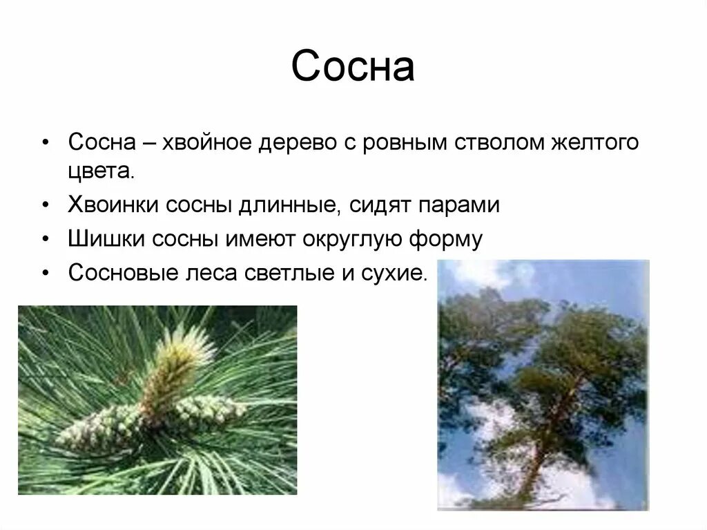 Текст про сосну. Сосна описание. Рассказ о сосне. Сосна доклад. Сосна описание для детей.