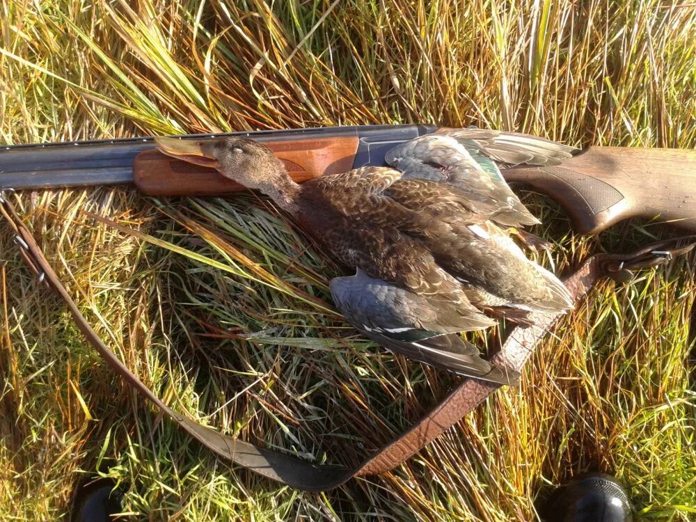 Весенняя охота на утку с подсадной на речке. Охотничья утка. Весенняя охота на утку 2021. Утки кряква охота. Охота с подсадной уткой весной.