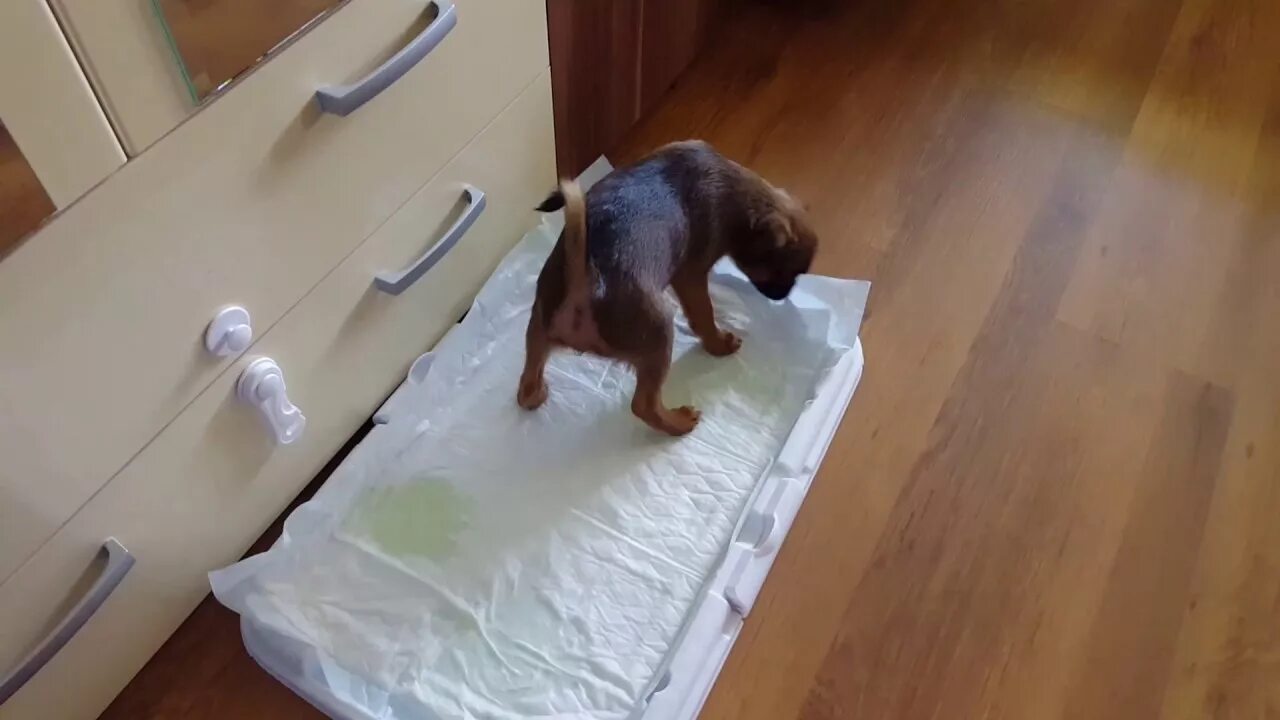 Какашки йорка. Йоркширский терьер в ванной. Какашки йорка. Нестриженный йоркширский терьер. Какашки йорка.