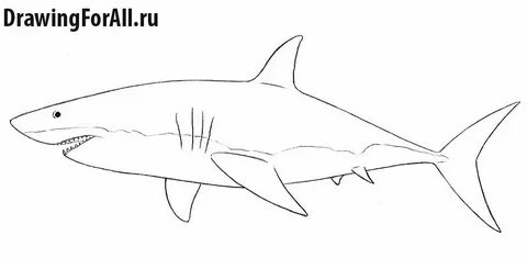 Как нарисовать маленькую акулу